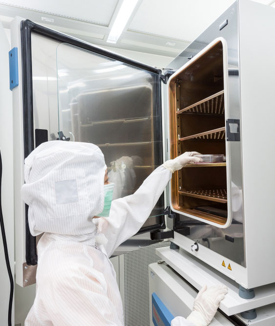 A scientist in sterile coverall gown placing cell culture flasks in the CO2 incubator. Doing biological research in clean environment. Cleanroom facility