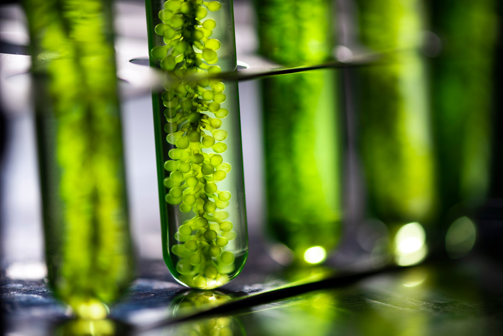 Photobioreactor in laboratory, algae fuel biofuel industry, plant treatment research in industrial laboratories for virus protection vaccine, coronavirus COVID-19 medicine protection concept